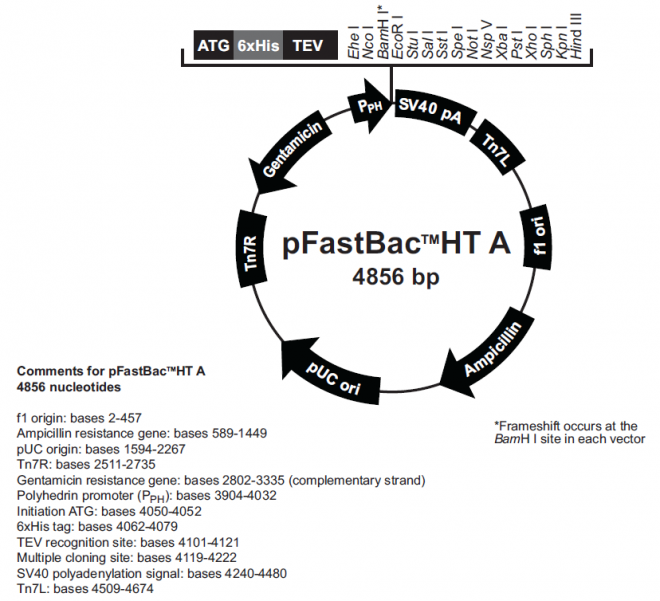 pFastBacHT A 质粒图谱