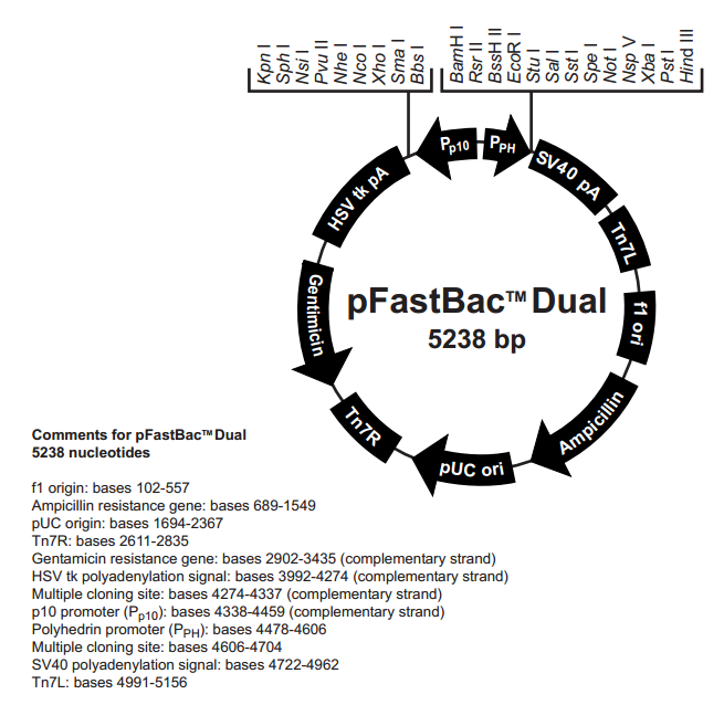 pFastBacDual 质粒图谱