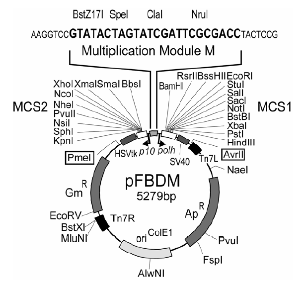 pFBDM 质粒图谱