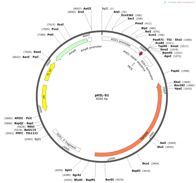 pHIL-S1 Vector Map