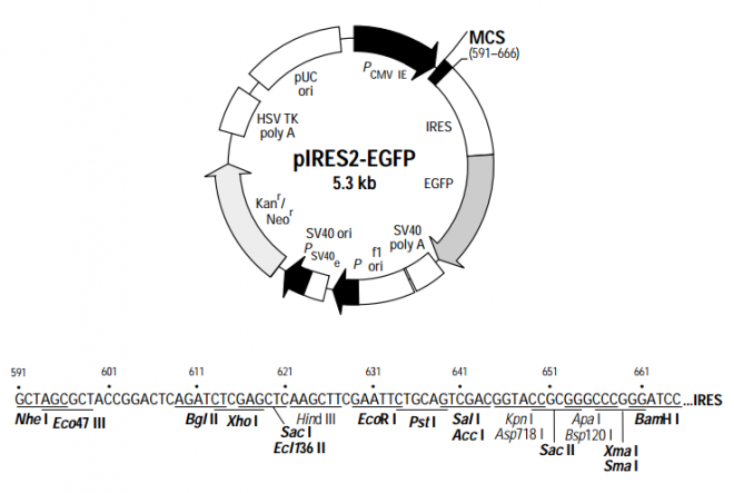 pIRES2-EGFP质粒图谱