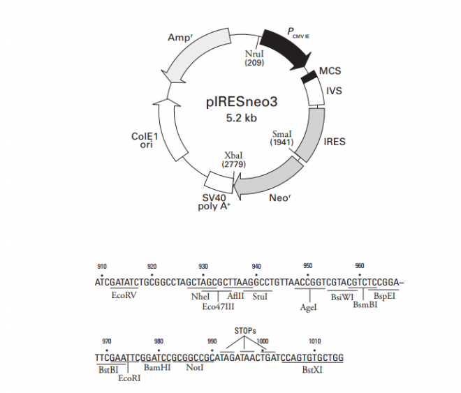 pIRESneo3 质粒图谱