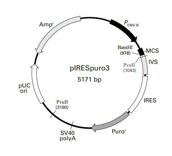 pIRESpuro3载体图谱