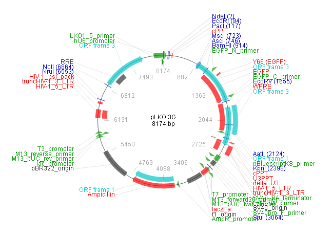 pLKO.3G 载体图谱