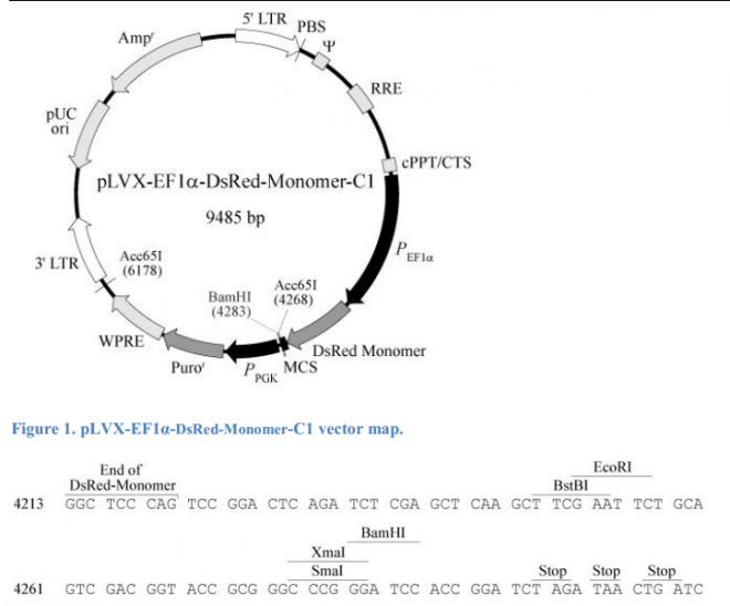 pLVX-EF1α-DsRed-Monomer-C1 质粒图谱