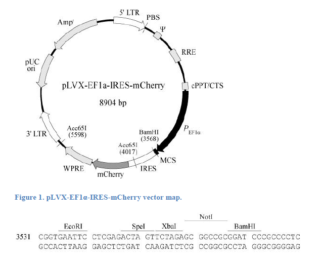 pLVX-EF1α-IRES-mCherry 质粒图谱