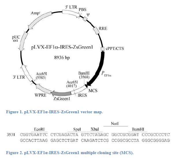 pLVX-EF1α-IRES-ZsGreen1 质粒图谱