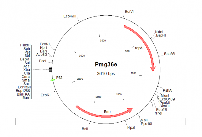 pMG36e 质粒图谱