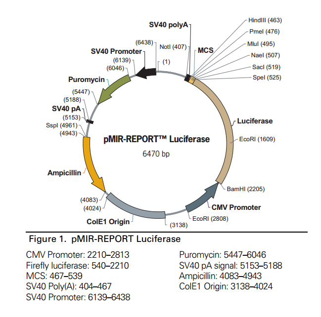  Luciferase 质粒图谱