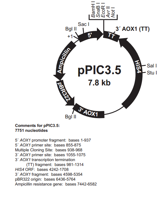 pPIC3.5 质粒图谱