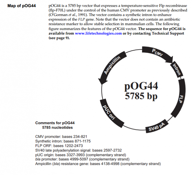 pOG44 质粒图谱