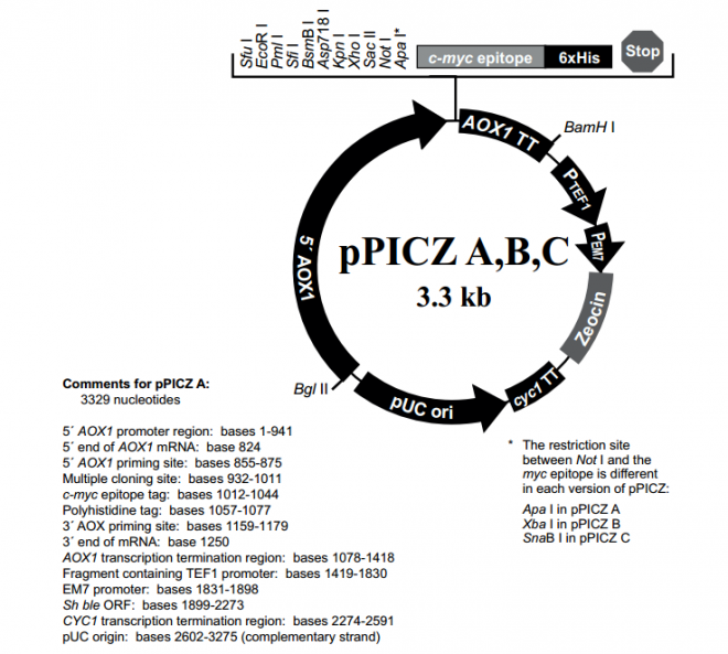 pPICZ A 质粒图谱