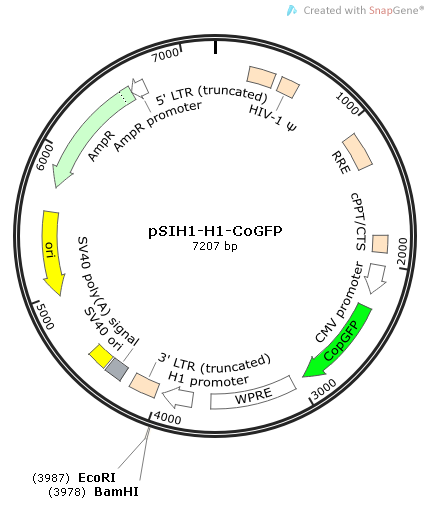 pSIH1-H1-CoGFP 质粒图谱