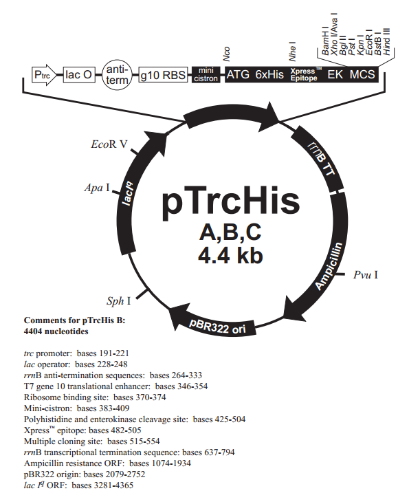 pTrcHis A质粒图谱