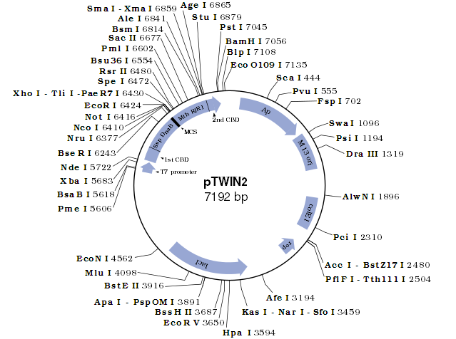 pTWIN2 质粒图谱