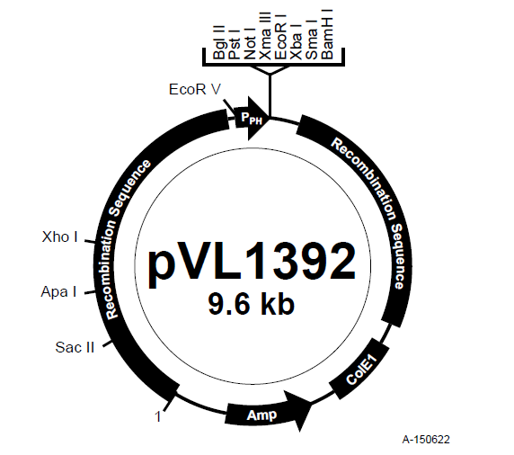pVL1392 质粒图谱