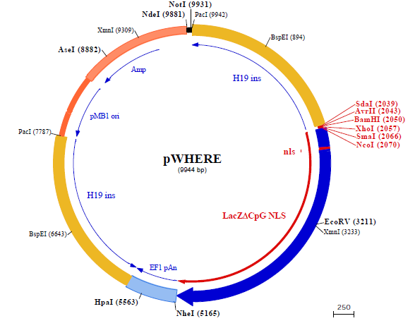 pWHERE 质粒图谱