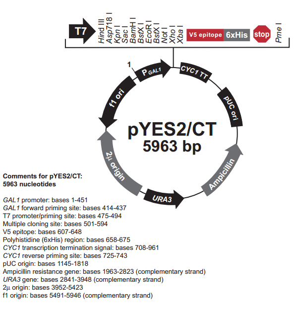 pYES2/CT 质粒图谱