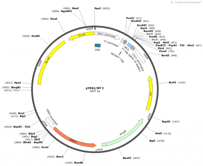 pYES2/NT C Vector Map