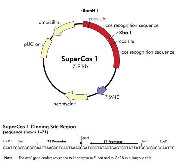 SuperCos I 质粒图谱