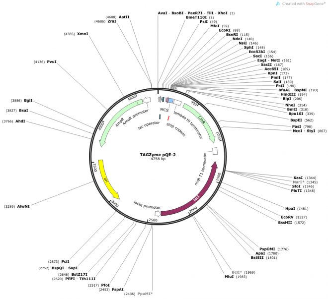 TAGZyme pQE-2 Map