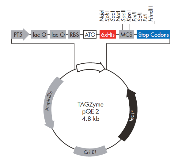 TAGZyme pQE-2 质粒图谱