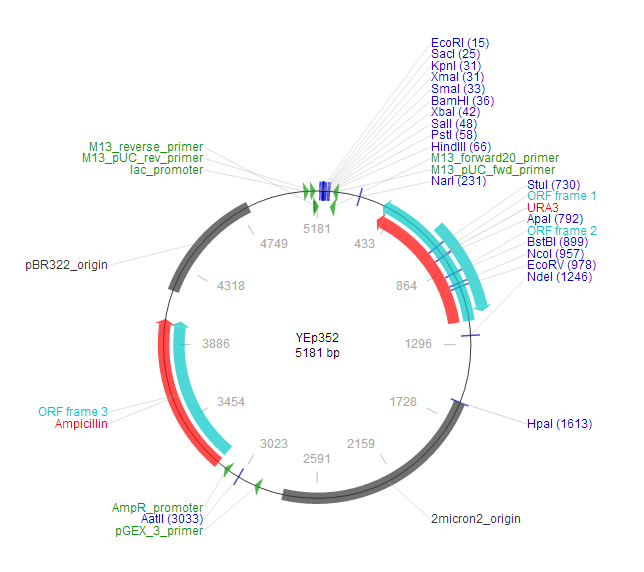YEp352 载体图谱