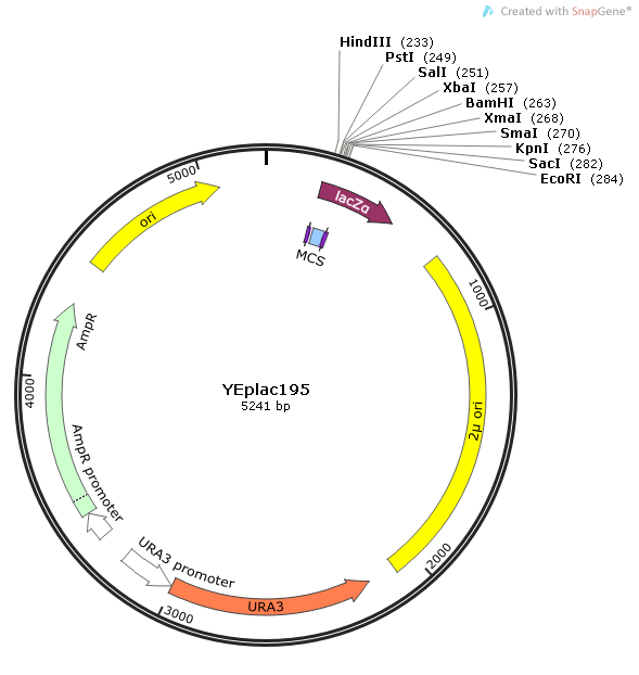 YEplac195质粒图谱