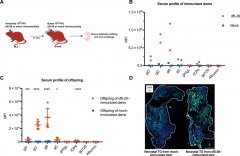 Science子刊：母亲是预防/治疗新生儿疾病的宝矿