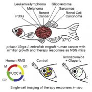 寻找治愈方法：新斑马鱼模型确定了杀死儿童癌细胞的药物