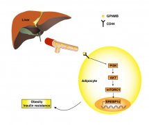 武汉大学Nature子刊发现一种新的促肥胖肝分泌因子