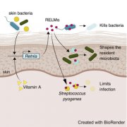 人体最大的防御器官需要维生素A才能起作用