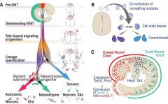 Science：多能祖细胞如何决定自己的命运