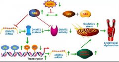 Circulation：发现p66shc诱导氧化应激损伤血管内皮功