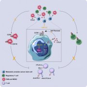 Cancer Cell揭开双阴性前列腺癌的转移机制