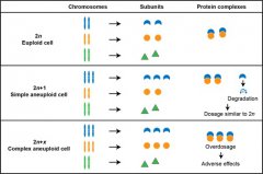 Cell Systems：非整倍体细胞增殖缺陷的新机制