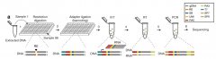 Nature子刊发表一种评估肿瘤异质性的新方法