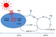 中国农业科学院发表Nature文章：首次揭示叶绿素