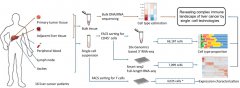 Cell：多种单细胞RNA测序技术揭示肝癌免疫微环境
