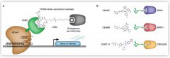 Nature子刊：CRISPR衍生系统实现剂量依赖性的表达