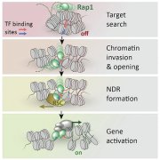 Molecular Cell：先锋转录因子如何启动基因表达的