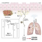Cell：肺病为什么咳嗽？