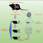父亲感染弓形虫也会影响后代的大脑和行为健康