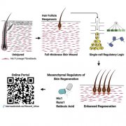 Cell Stem Cell：皮肤在重度烧伤后如何再生？